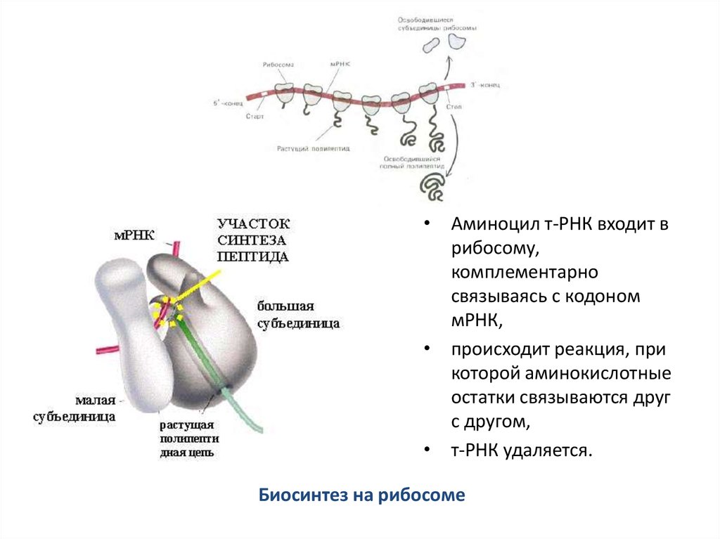 Рибосомы содержат рнк. Строение рибосомы РНК. Субъединицы рибосом функциональные участки рибосомы. Структурная организация рибосом. Рибосомы особенности строения.