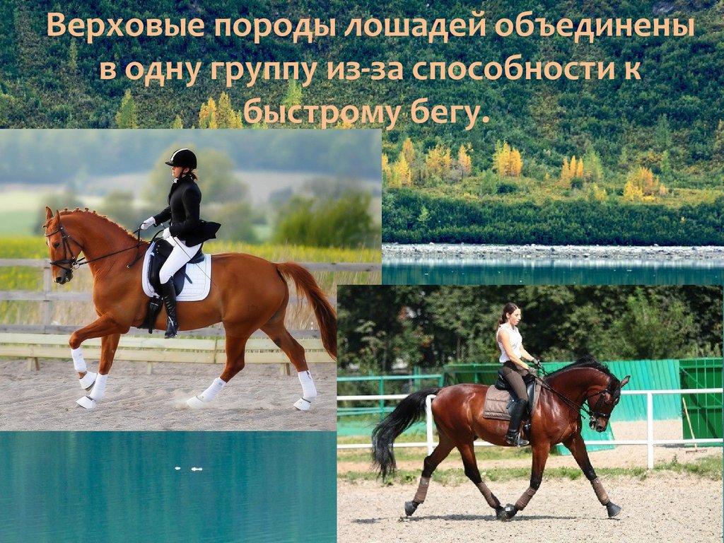 Работа верхового. Порода лошадей, способных к быстрому бегу –. Стойка коней породистых. Какие породы лошадей не предназначены для бега. Доверительная работа с лошадью.