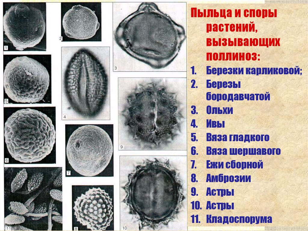 Пыльца растений карта