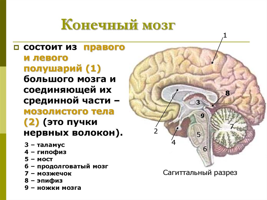Проведенные на головном мозге. Строение больших полушарий конечного мозга. Головной мозг строение конечный мозг. Строение коры конечного мозга.