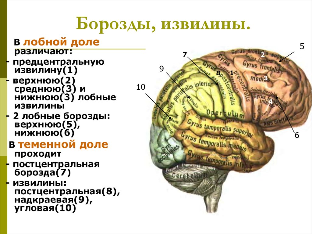 Борозды и извилины мозга человека. Анатомия коры головного мозга доли борозды извилины. Строение лобной доли конечного мозга. Борозды лобной доли. Конечный мозг доли борозды извилины.