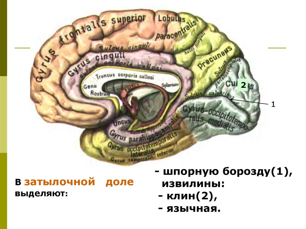 Борозды медиальной поверхности мозга. Извилины головном мозге медиальная поверхность. Сводчатая извилина анатомия. Парагиппокампальная извилина анатомия. Шпорная борозда затылочной доли.