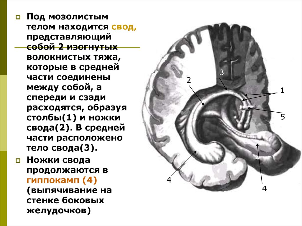 Которая представляет собой свод. Мозолистое тело свод анатомия. Под мозолистым телом находится свод. Тело свода под мозолистым телом.