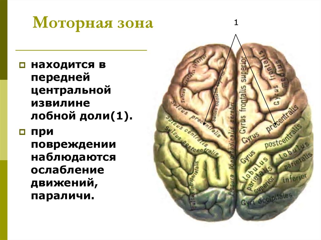 Конечный мозг презентация по анатомии