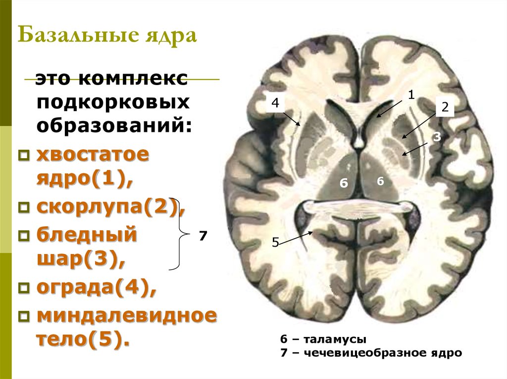 Рисунок базальные ядра