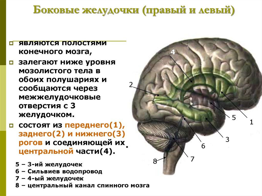 Желудочек заднего мозга