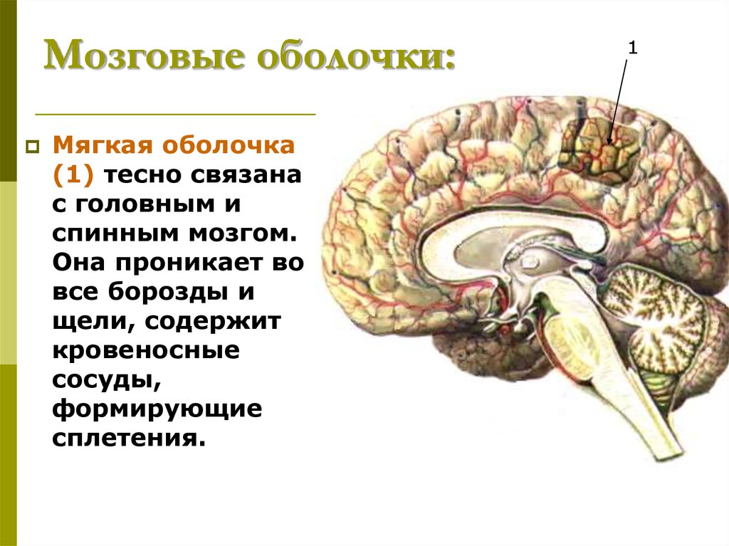 Церебральный мозг. Функции мягкой мозговой оболочки. Мягкая мозговая оболочка. Мягкая мозговая оболочка головного мозга. Оболочки конечного мозга.