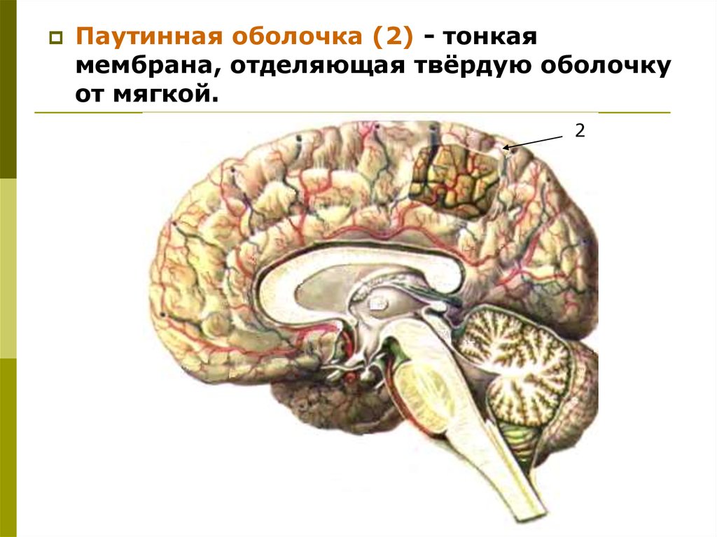 Паутинная оболочка. Латинское название паутинной оболочки. Паутинная горизонталь. Паутинная оболочка сколько листов.