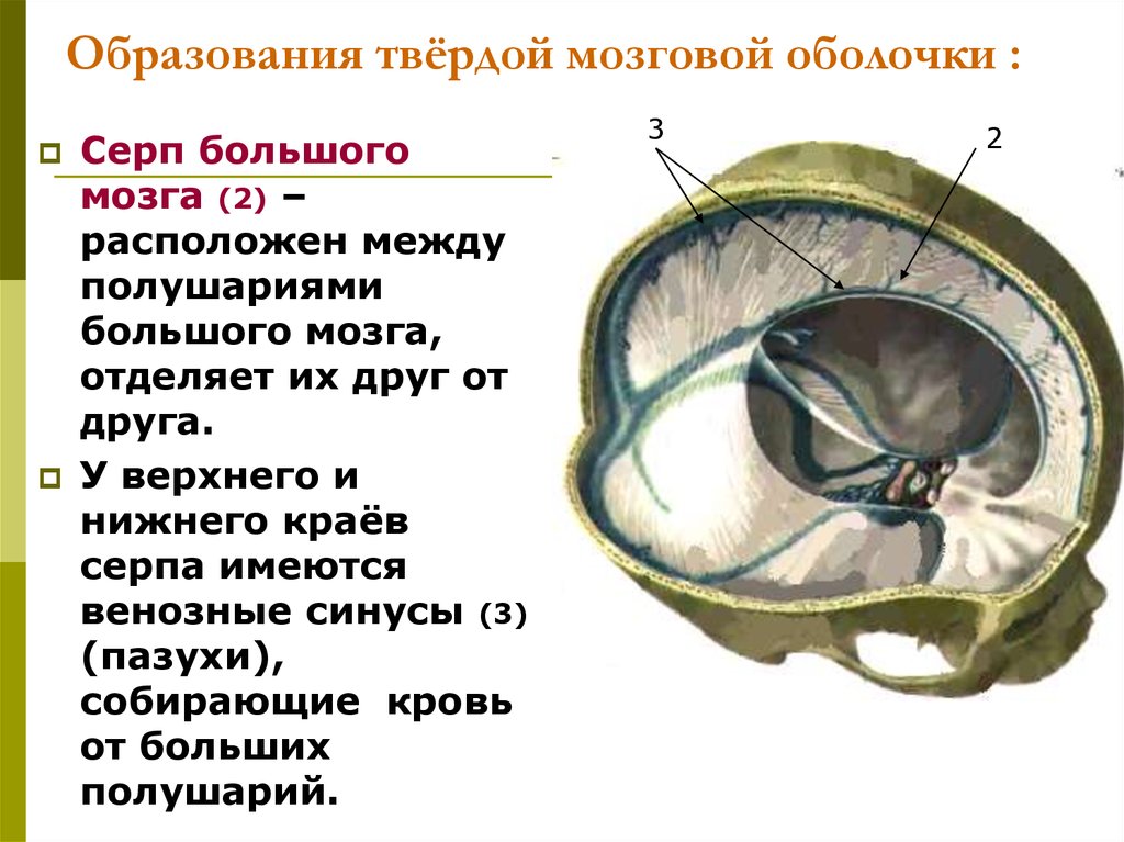 Отросток мозга 4. Серп большого мозга (твердая оболочка головного мозга). Серп большого мозга (твёрдая мозговая оболочка). Отростки твердой мозговой оболочки головного мозга. Намет мозжечка анатомия.