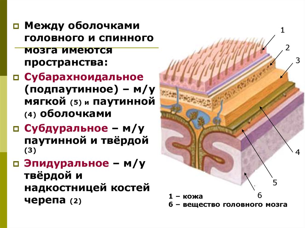 Пространство между. Оболочки мозга и МЕЖОБОЛОЧЕЧНЫЕ пространства. Оболочки головного и спинного мозгf. Пространства между оболочками головного мозга. Оболочки мозга субарахноидальное пространство.