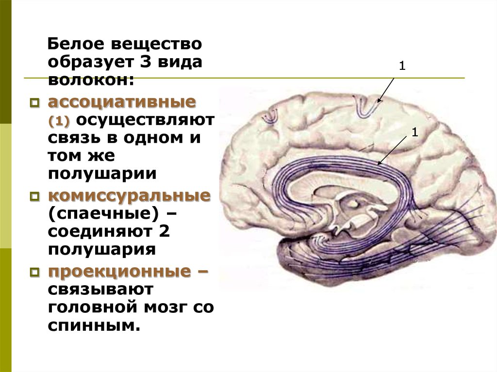 Белое вещество головного и спинного мозга образуют. Белое вещество мозга комиссуральные волокна. Типы волокон белого вещества головного мозга. Виды волокон белого вещества конечного мозга. Типы волокон образующих белое вещество больших полушарий.