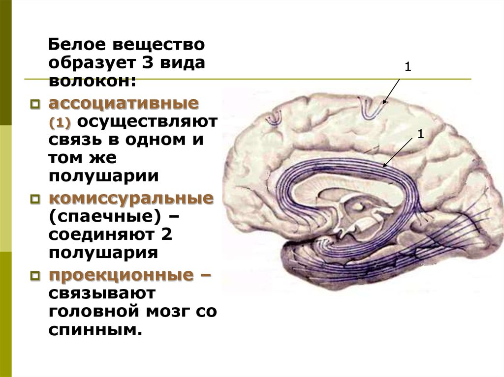 Типы головного мозга. Типы волокон образующих белое вещество больших полушарий. Белое вещество мозга комиссуральные волокна. Типы волокон белого вещества головного мозга. Белое вещество конечного мозга делится на 3 системы волокон.