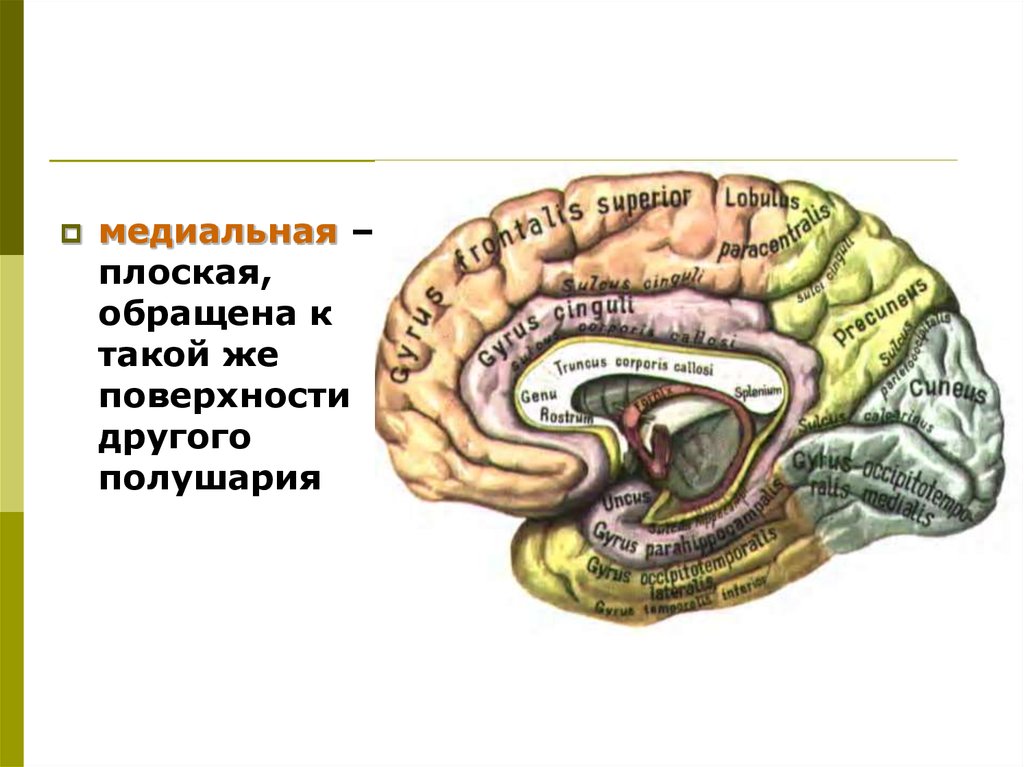 Медиальная поверхность мозга. Медиальная поверхность коры мозга. Медиальная поверхность полушария большого мозга. Медиальная поверхность полушария конечного мозга. Борозды медиальной поверхности полушарий.