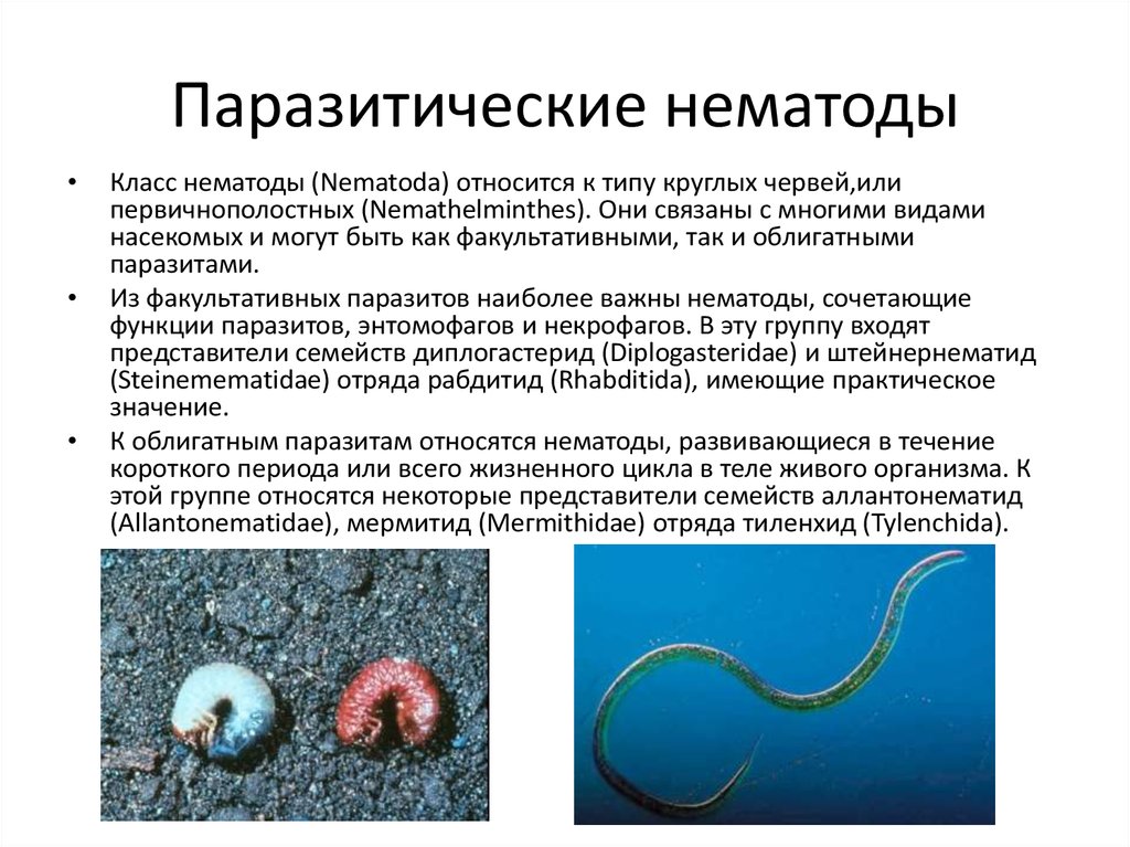 Круглым червям относят. Тип круглые черви нематоды 7 класс. Круглые черви нематоды паразиты. Тип круглые черви класс нематоды 7 класс. Круглые черви, класс Nematoda;.