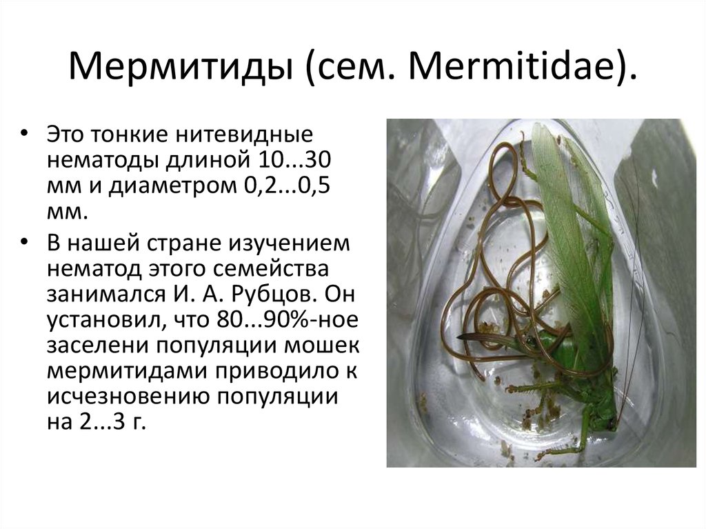 Разведение нематоды на манной каше