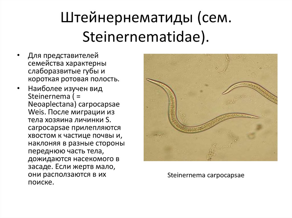 Паразитические черви лабораторная работа. Steinernema carpocapsae нематода. Штейнернематиды что это. Энтомопатогенные нематоды. Полость тела нематод.