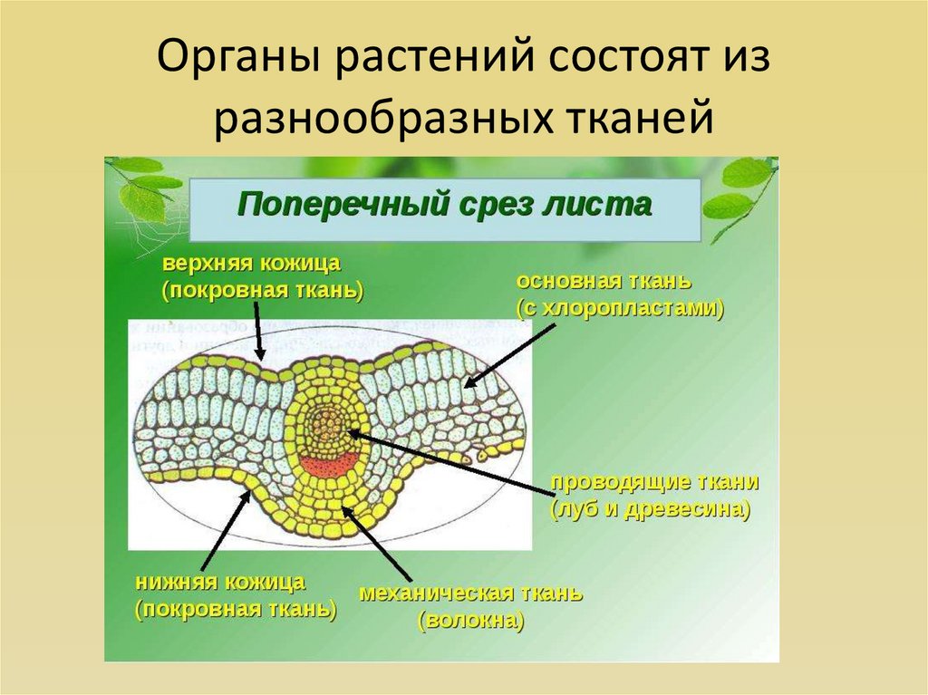 Системы органов растений