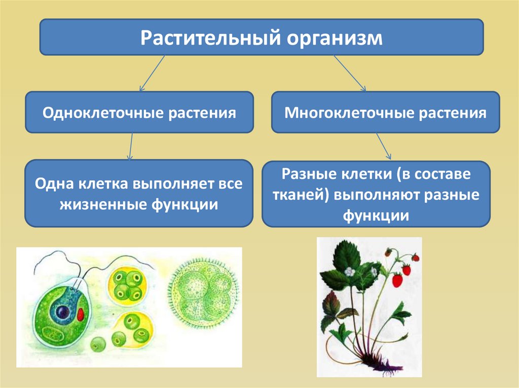 1 растительные организмы