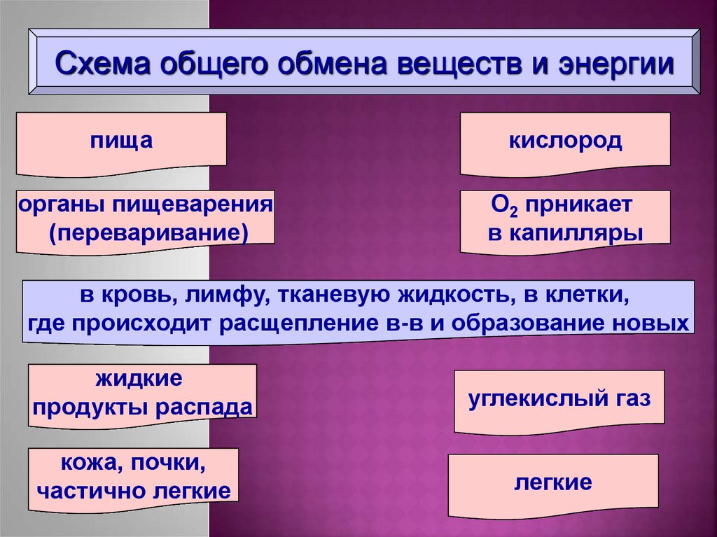 Обмен веществ свойства. Общая схема обмена веществ. Обмен веществ и превращение энергии. Схема обмена веществ и энергии. Обмен веществ и энергии презентация.