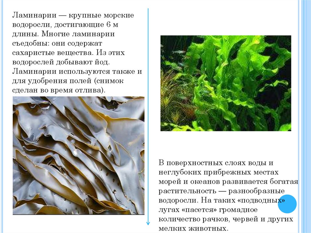 Описание водорослей ламинария. Добыча водорослей. Ламинария. Морская капуста и морские водоросли. Ламинария добыча.