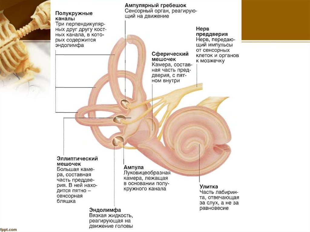 Эндолимфа улитки. Перилимфа внутреннего уха. Внутреннее ухо улитка анатомия. Строение улитки внутреннего уха.