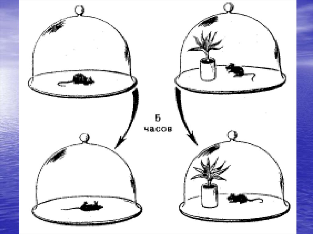 Рассмотрите рисунок на котором изображен эксперимент с мышами