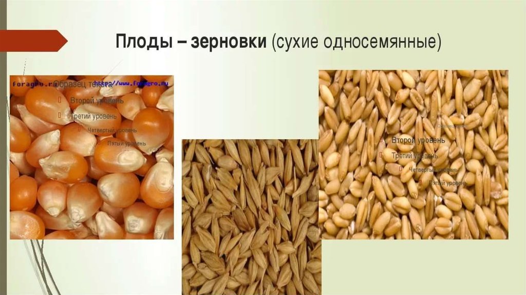 Плод семя злака Плод семя злака долговечность семян бывает