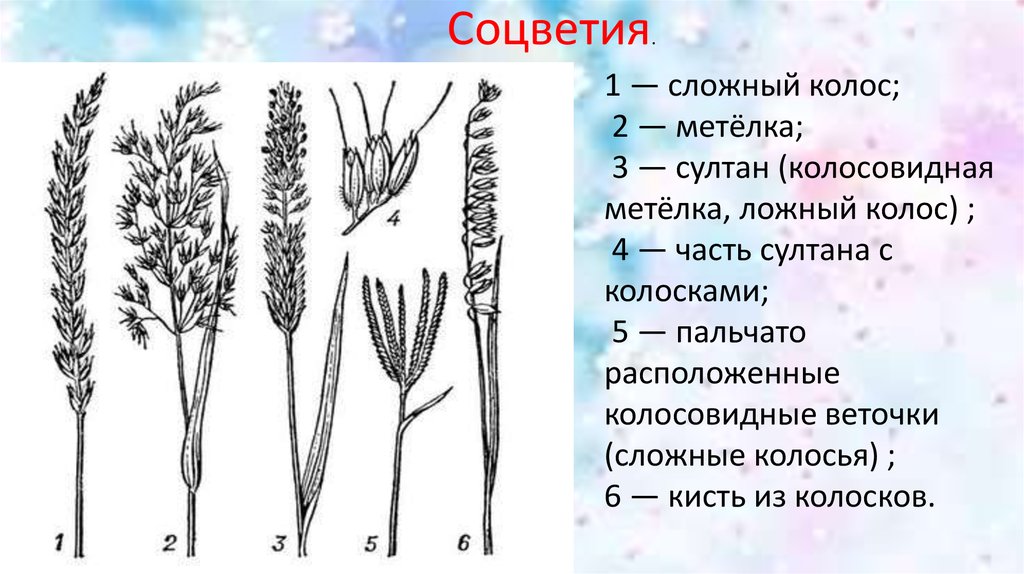 Характеристика соцветия сложный колос