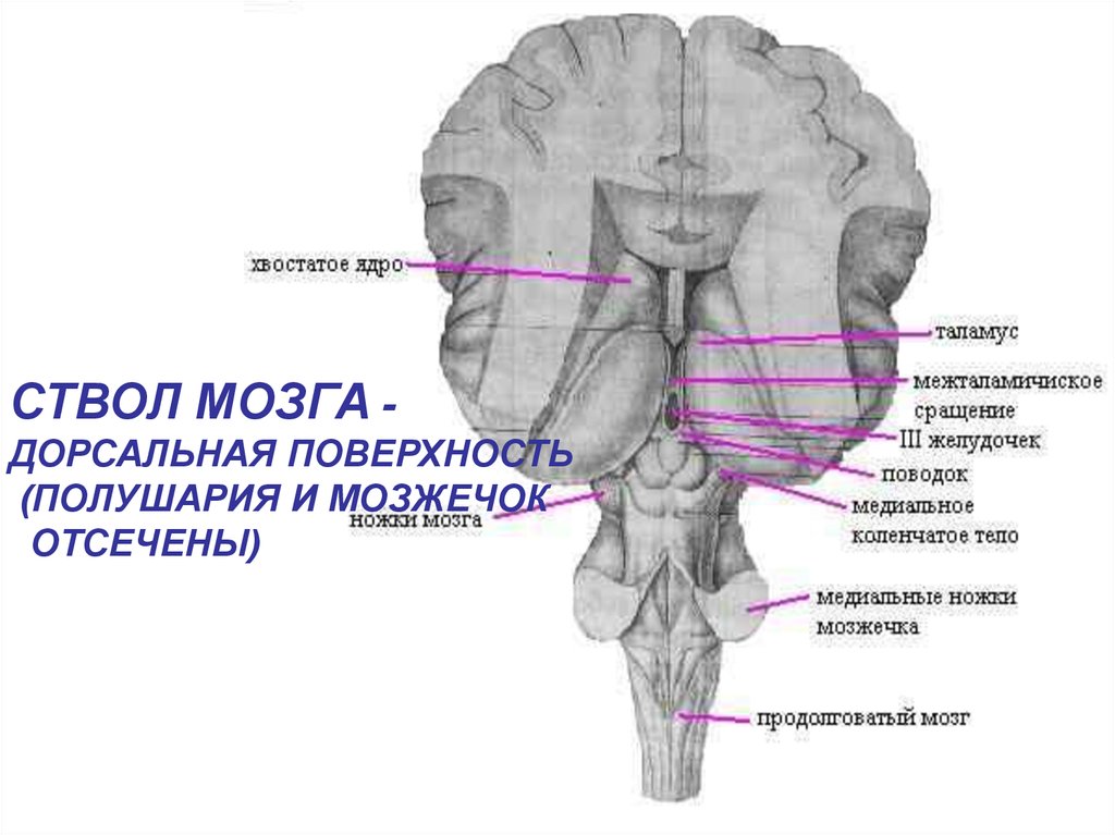 У животного наблюдается гиперфагия раздражение какого отдела мозга дает такую картину