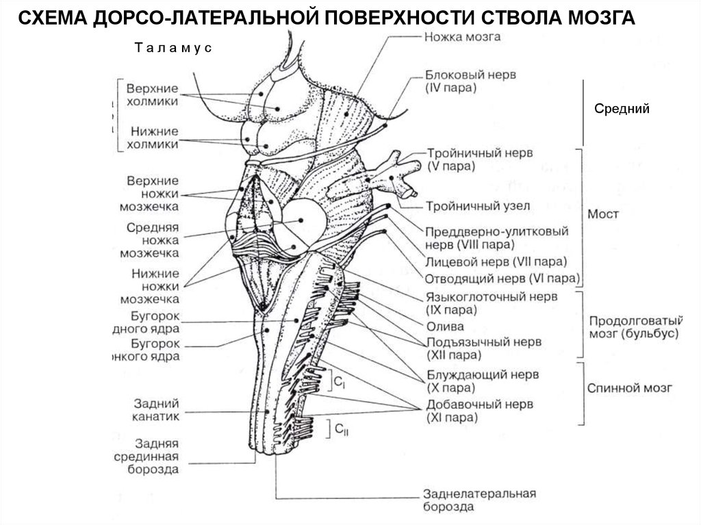 Какой цифрой на рисунке обозначен продолговатый мозг