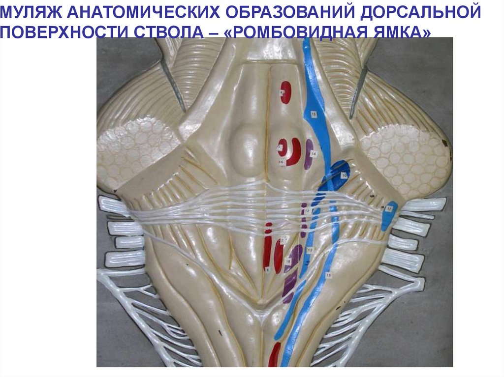 Анатомические образования. Каудальная группа черепных нервов. СИЛЬВИЕВ водопровод в ромбовидной ямке. Каудальная ямка ромбовидной ямки. Муляж анатомических образований дорсальной поверхности ствола.