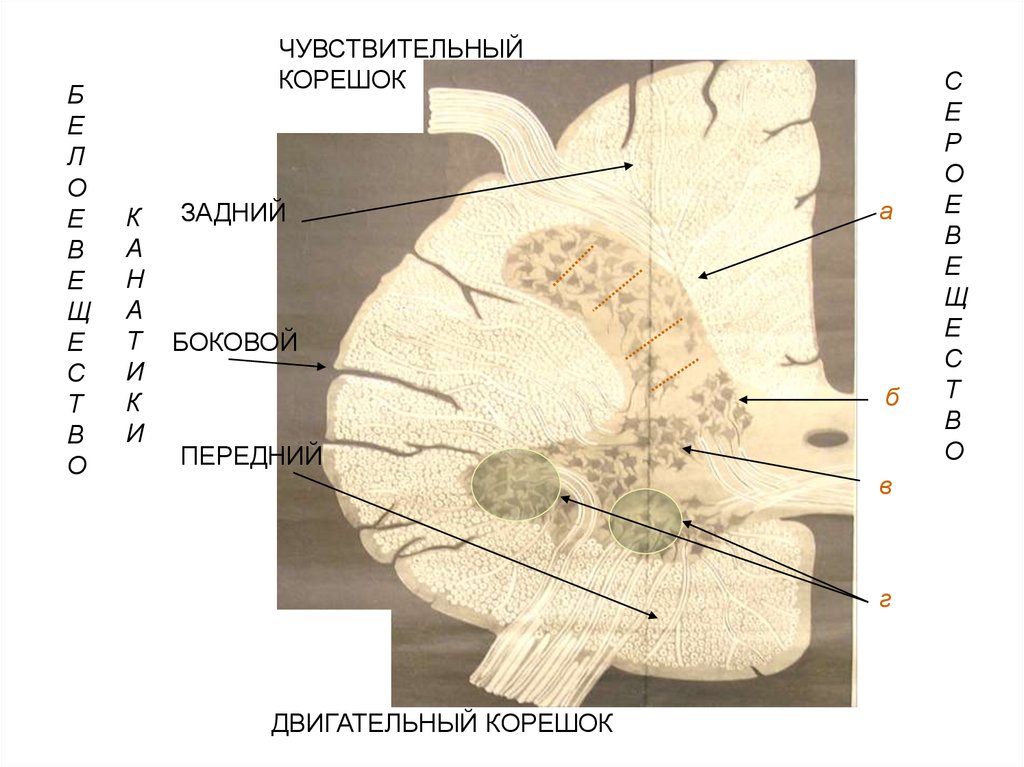 Продолговатый мозг серое и белое вещество. Ядра серого вещества продолговатого мозга. Серое вещество продолговатого мозга. Белое вещество продолговатого мозга. Продолговатый мозг структура серого вещества.
