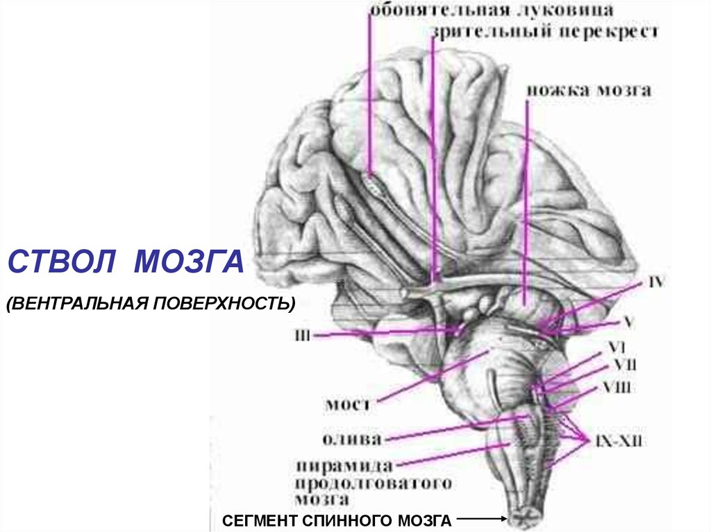 Дорсальная поверхность мозга. Дорсальная поверхность ствола мозга. Каудальные отделы ствола мозга. Вентральная поверхность ствола головного мозга. Ствол головного мозга дорсально схема.