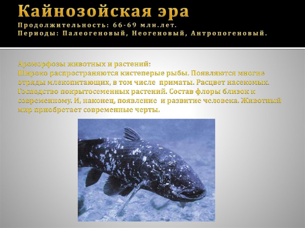 Кайнозойская эра Продолжительность: 66-69 млн.лет. Периоды: Палеогеновый, Неогеновый, Антропогеновый. Ароморфозы животных и