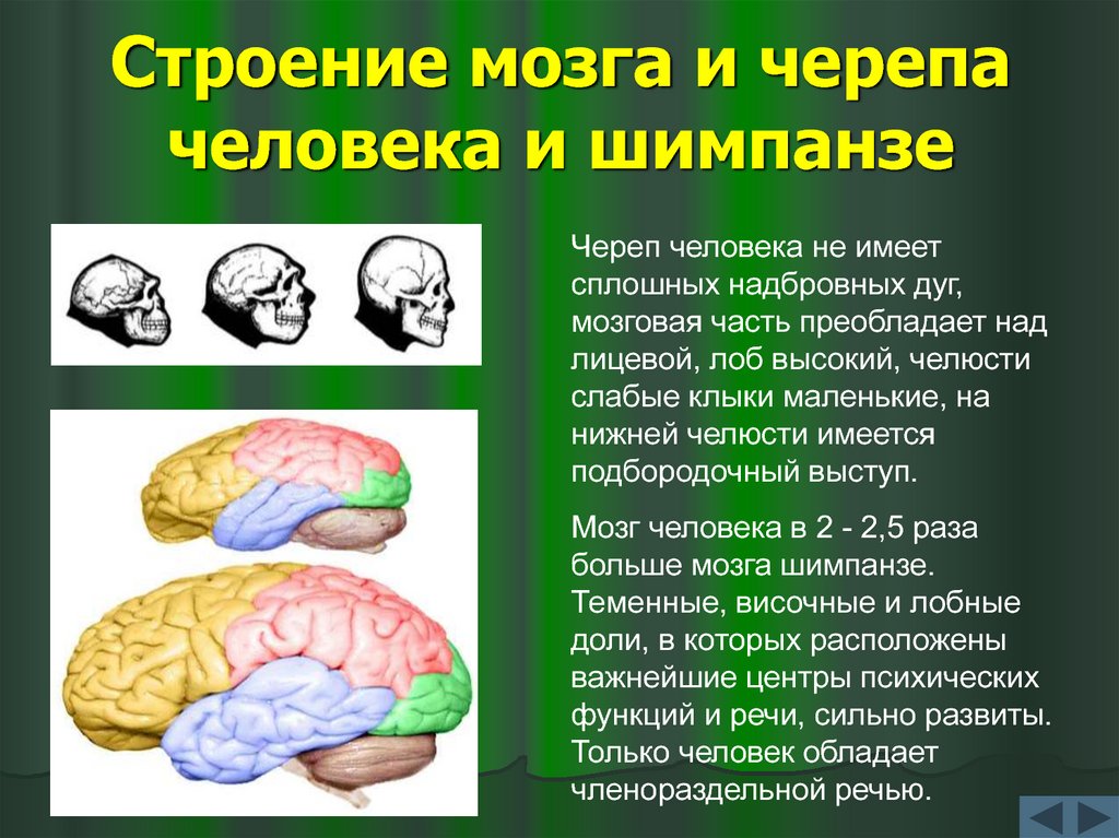 Строение мозга и черепа человека и шимпанзе