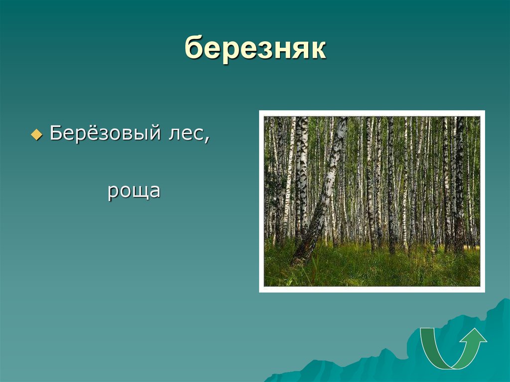 Каким словом называли горы без леса. Лесные слова. Лес Березняк описание. Проект на тему Лесные Рощи. Слова леса.