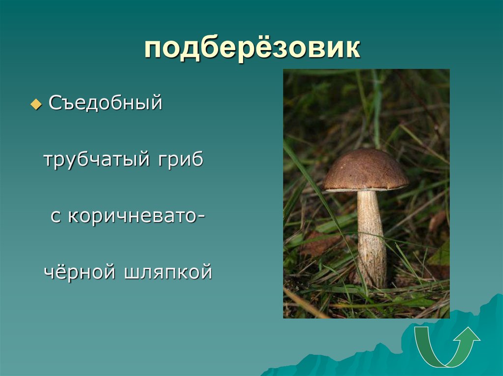 Подберезовик группа грибов. Подберезовик трубчатый гриб. Подберёзовик 5. Подберезовик съедобный. Съедобные грибы подберезовик.