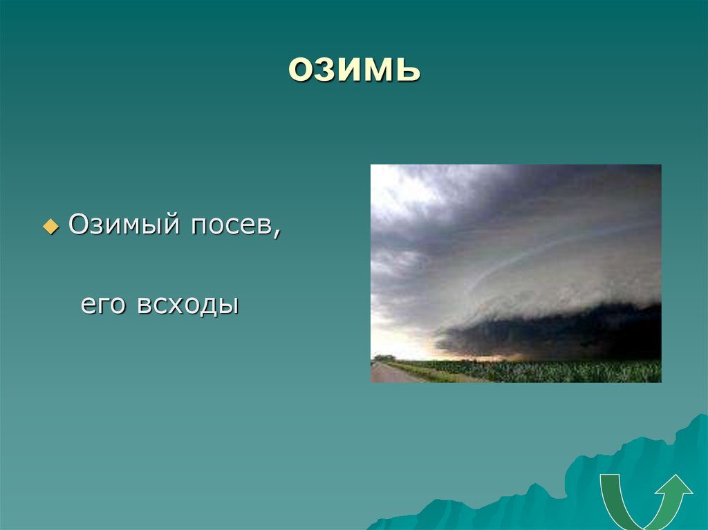 Озимь это толковый словарь. Озимь это 2 класс. Значение слова озимь. Что означает слово озимые. Озимь лексическое значение.