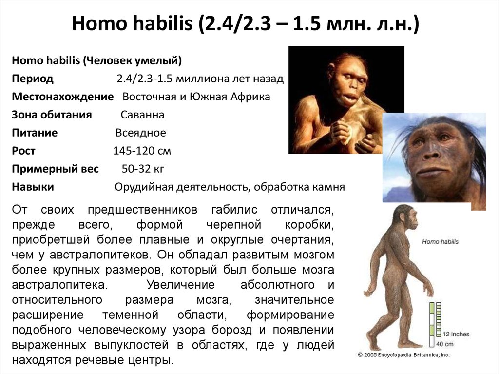 Homo habilis эпоха. Хомо хабилис эпоха. Хомо хабилис таблица. Хомо хабилис появился. Хомо хабилис места обитания.