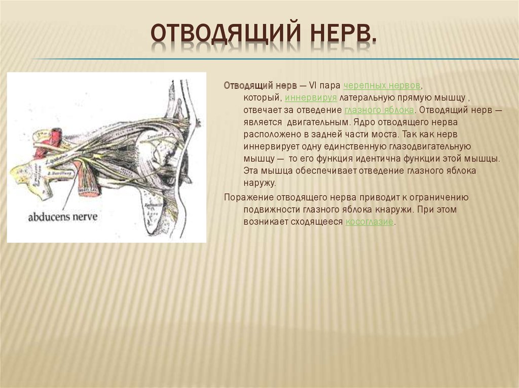 Отводящий нерв. 6 Пара отводящий нерв. Отводящий нерв ход волокон. Отводящий нерв (n. ABDUCENS) – vi пара. Мышца, иннервируемая отводящим нервом.