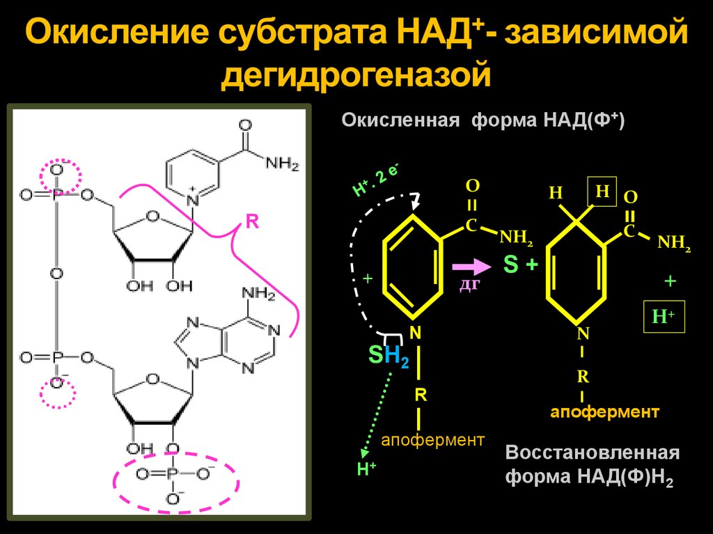 Образование надф н2