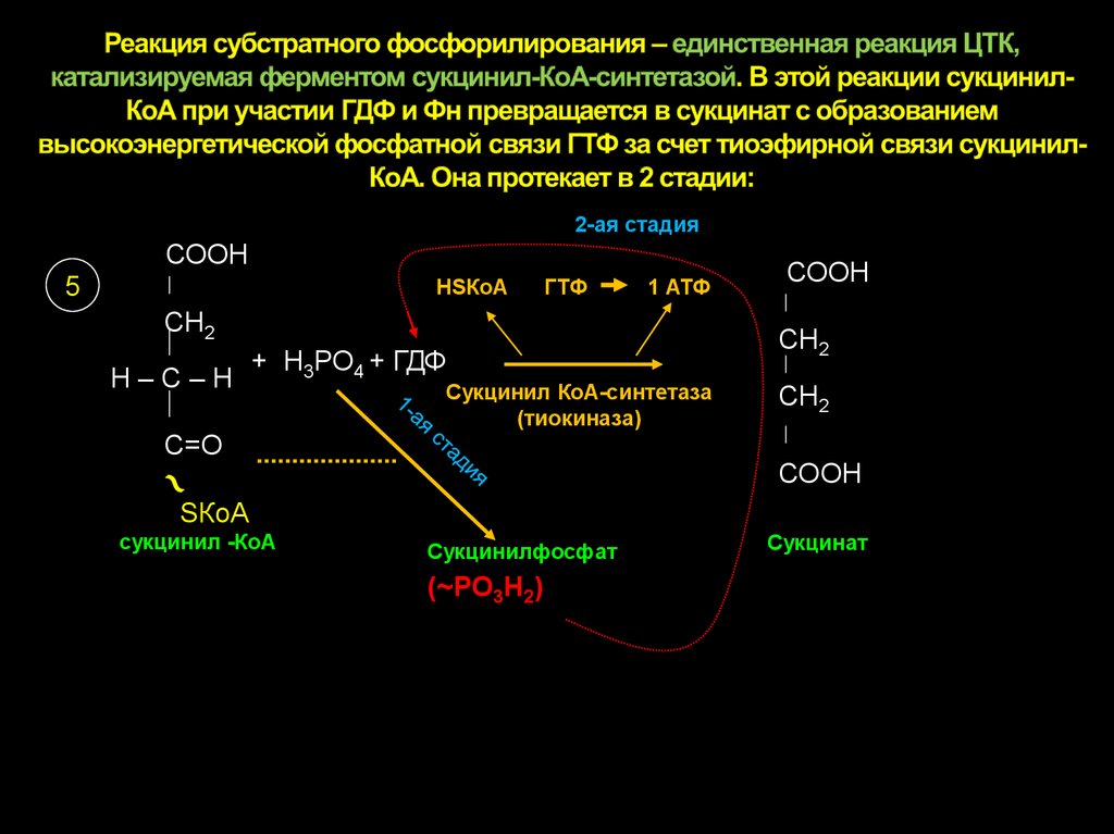 Фосфорилирование биохимия. Реакции субстратного фосфорилирования, протекающие при гликолизе. Реакция субстратного фосфорилирования в ЦТК. Реакцию субстратного фосфорилирования в ЦТК катализирует:. Реакции субстратного фосфорилирования цикла трикарбоновых кислот.