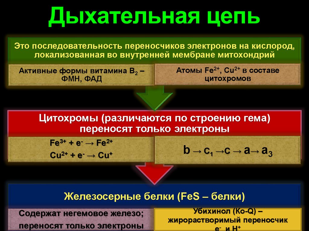 Дыхательная цепь. Последовательность дыхательной цепи. Понятие о дыхательной цепи. Реакции дыхательной цепи. Структура дыхательной цепи.