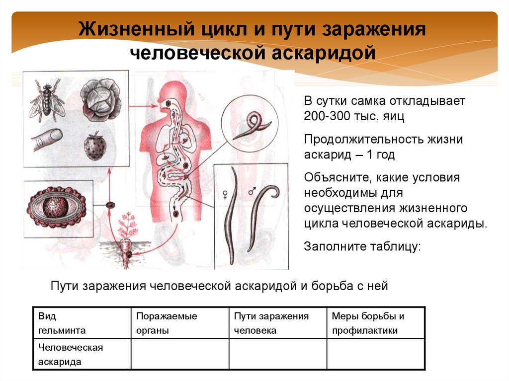 Пути заражения аскаридами. Аскарида человеческая пути заражения. Аскарида человеческая заражение. Выделительная система аскариды.