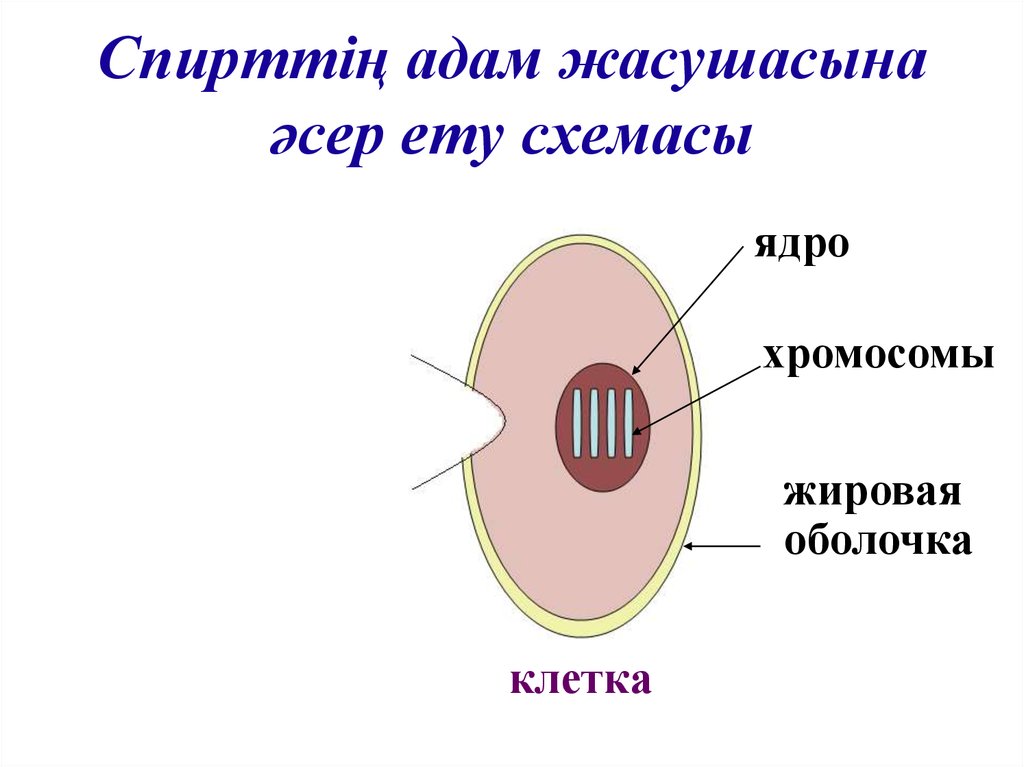 Ядерная оболочка хромосомы. Схема воздействия спирта на человеческую клетку. Воздействие этанола на клетки. Воздействие спирта на клетки. Влияние спирта на клетку.