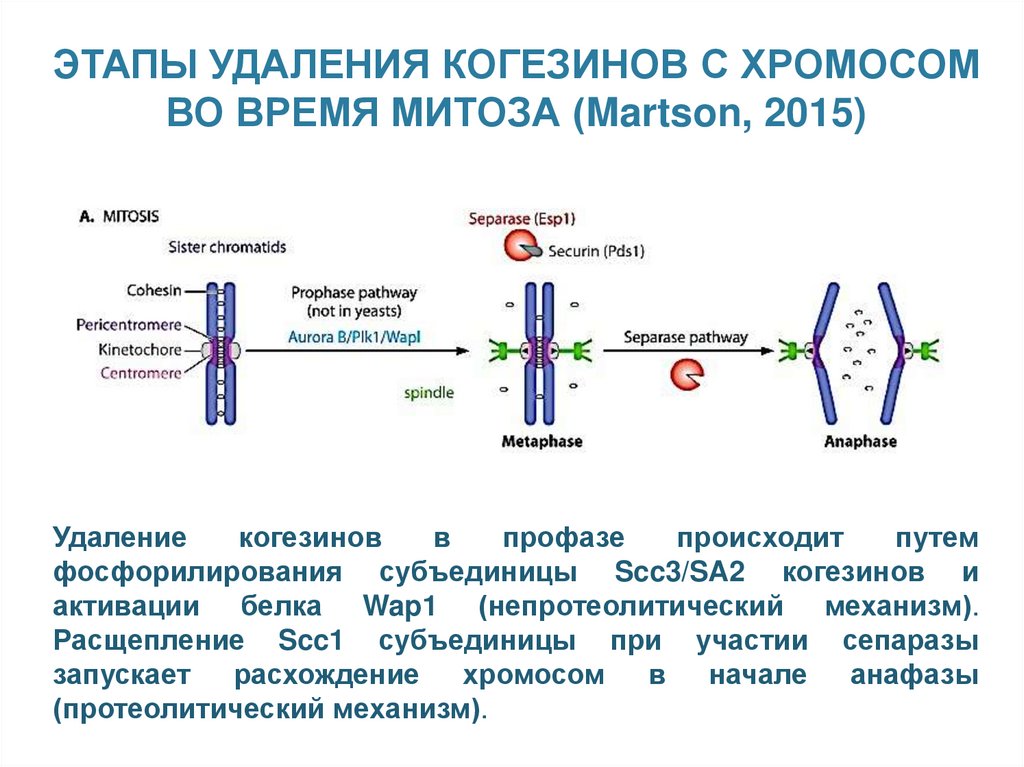 Этапы удаления. Когезиновый комплекс. Белок-когезин в митозе. Разрушение белков когезинов происходит в:. Конденсин и когезин.