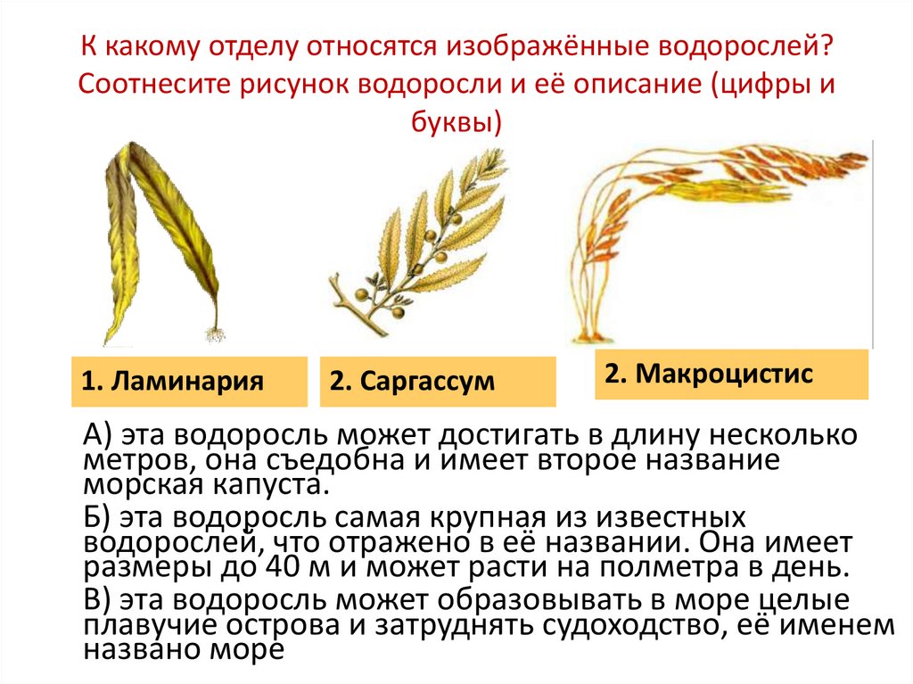 На рисунке изображена водоросль