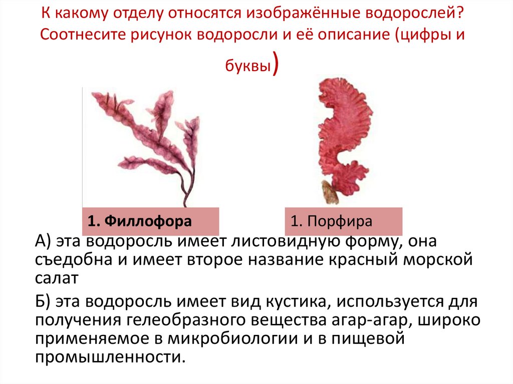 Ламинария относится к группе. Красные водоросли к ним относятся. К красным водорослям относятся. К какому отделу относятся водоросли.
