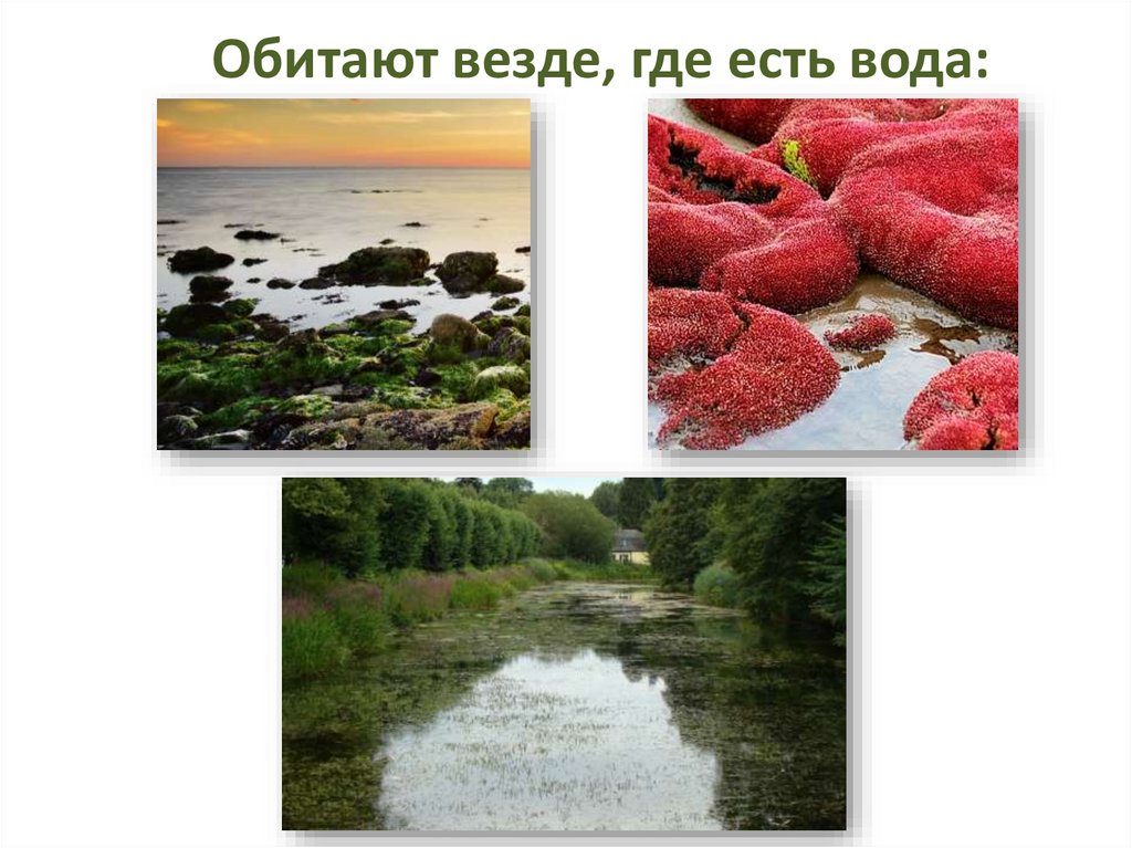 Где обитают водоросли. Где есть вода. Тип дыхания водорослей. Вода есть везде. Питание и дыхание водорослей.