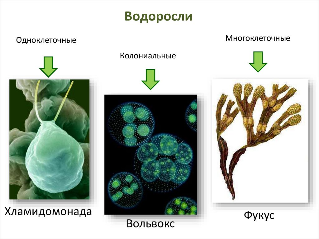 5 примеров водорослей. Одноклеточные водоросли 6 класс биология. Одноклеточные водоросли 5 класс биология. Одноклеточные и многоклеточные водоросли названия. Водоросли 5 класс биология.